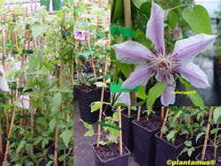 Clematide rosa e branco, Clematis nelly moser
