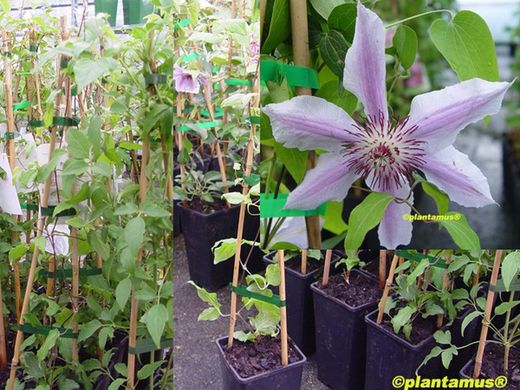 Clematide rosa e branco, Clematis nelly moser