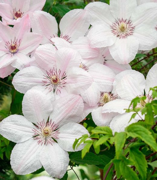 Clematis John Paul II
