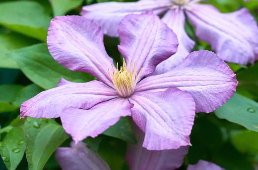 Clematis montana "Superba" - Clematite da montanha