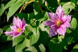 Clematis Piilu