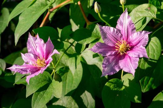 Clematis Piilu