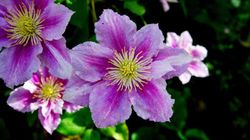 Clematis Piilu