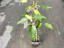 Clématite Le président