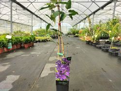 Clématite Le président