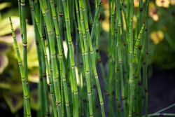 Cavalinha, Equisetum hyemale