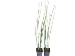 Cavalinha, Equisetum hyemale