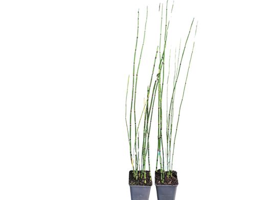 Cavalinha, Equisetum hyemale