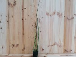 Cavalinha, Equisetum japonicum