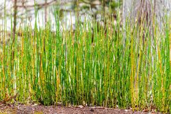 Cavalinha, Equisetum japonicum