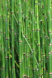 Cavalinha, Equisetum japonicum