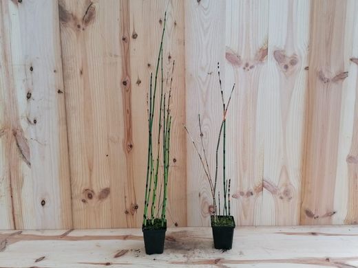 Cavalinha, Equisetum japonicum