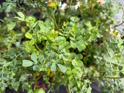 Colutea arborescens - Espantalobos de flor amarilla