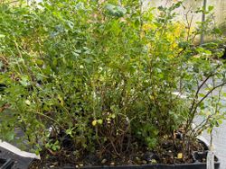 Colutea arborescens - Espantalobos de flor amarilla