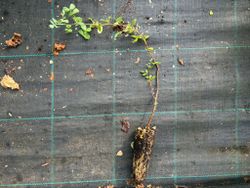 Colutea arborescens - Espantalobos de flor amarilla