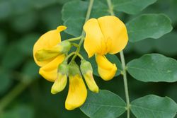 Colutea arborescens - Espantalobos de flor amarilla