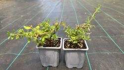 Ceanothus impressus ‘Puget Blue’ - Lila de California azul