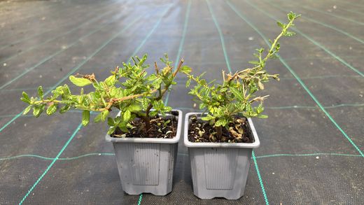 Ceanothus impressus ‘Puget Blue’ - Lila de California azul