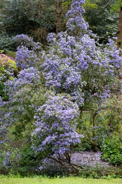 Ceanothus impressus ‘Puget Blue’ - Lila de California azul