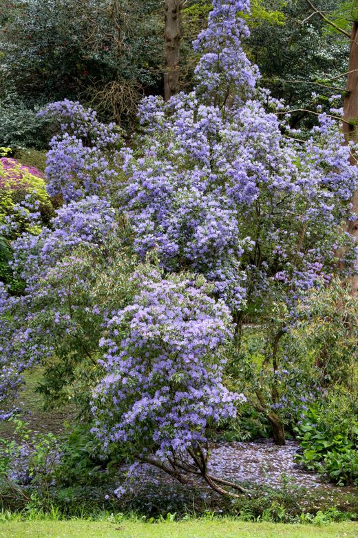Ceanothus impressus ‘Puget Blue’ - Lila de California azul