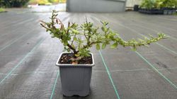 Ceanothus impressus ‘Puget Blue’ - Lila de California azul