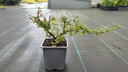 Ceanothus impressus ‘Puget Blue’ - Lila de California azul