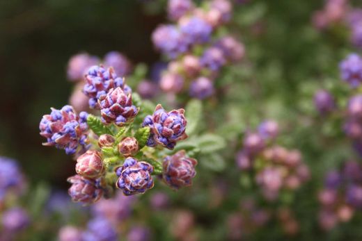 Ceanothus impressus ‘Puget Blue’ - Lila de California azul