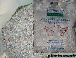 Conchilla de ostra natural. Calcio para gallinas ponedoras.