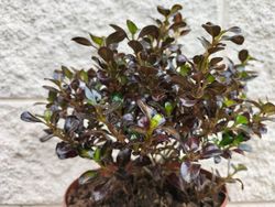 Coprosma chocolate "Soldier"
