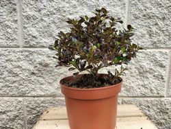 Coprosma chocolate "Soldier"