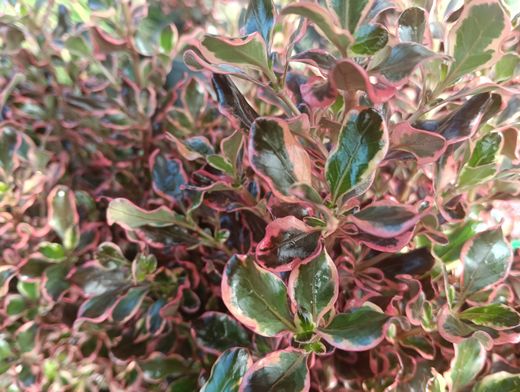 Coprosma "Pacific Dawn"