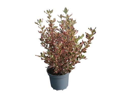 Coprosma "Pacific Dawn"