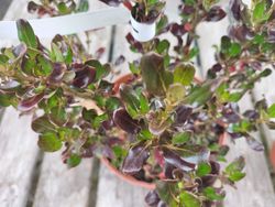 Coprosma Pacific Night
