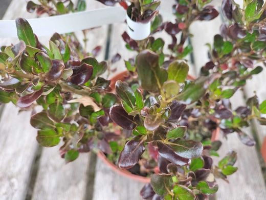 Coprosma Pacific Night