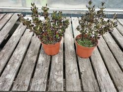 Coprosma Pacific Night