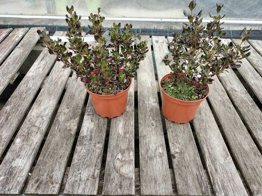 Coprosma Pacific Night