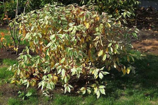Cornejo alba, Cornus alba 'Elegantisima'