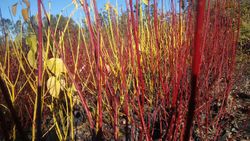 Cornejo alba, Cornus alba 'Elegantisima'