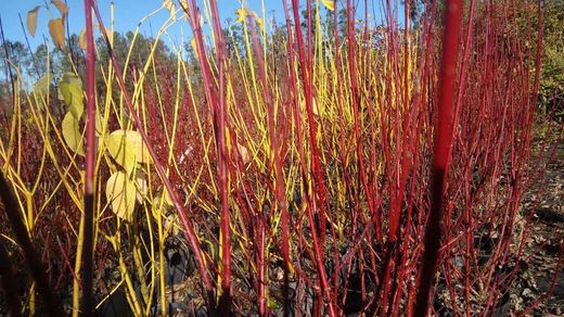 Cornejo alba, Cornus alba 'Elegantisima'
