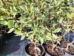 Cornejo alba, Cornus alba 'Elegantisima'