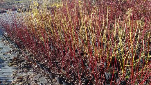 Cornejo alba, Cornus alba 'Elegantisima'