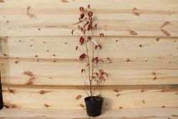 Dogwood branco, Cornus florida