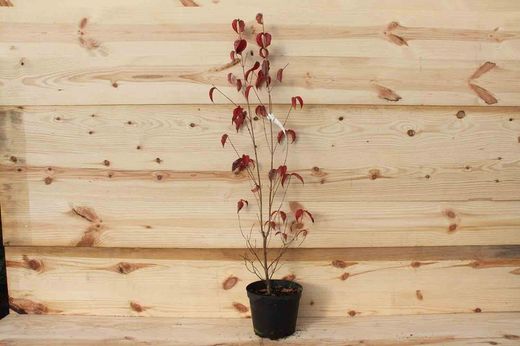 Dogwood branco, Cornus florida