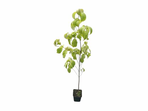 Cornejo blanco, Cornus florida