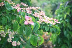 Cornejo del japón, Cornus kousa