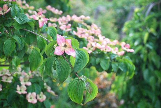 Cornejo del japón, Cornus kousa