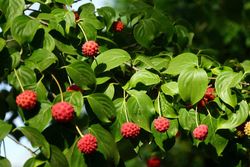 Cornejo del japón, Cornus kousa