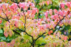 Cornejo del japón, Cornus kousa