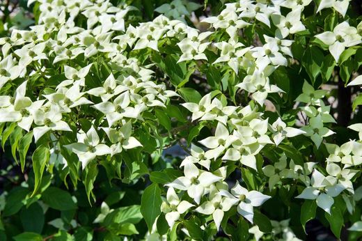 Cornejo del japón, Cornus kousa