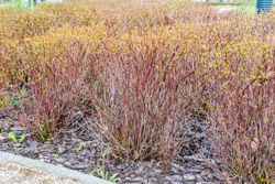 Cornejo 'Kelseyi', Cornus stolonifera 'Kelseyi'